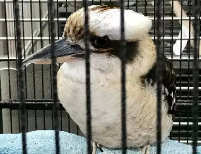 这是一只放荡不羁、笑点奇特的澳洲国宝鸟，墨尔本姑娘为拯救它而奔走（视频/组图） - 8
