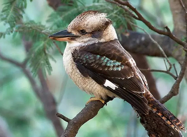 这是一只放荡不羁、笑点奇特的澳洲国宝鸟，墨尔本姑娘为拯救它而奔走（视频/组图） - 9