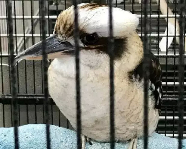 这是一只放荡不羁、笑点奇特的澳洲国宝鸟，墨尔本姑娘为拯救它而奔走（视频/组图） - 12