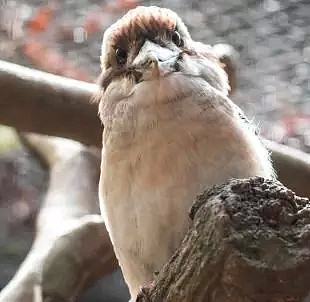 这是一只放荡不羁、笑点奇特的澳洲国宝鸟，墨尔本姑娘为拯救它而奔走（视频/组图） - 14