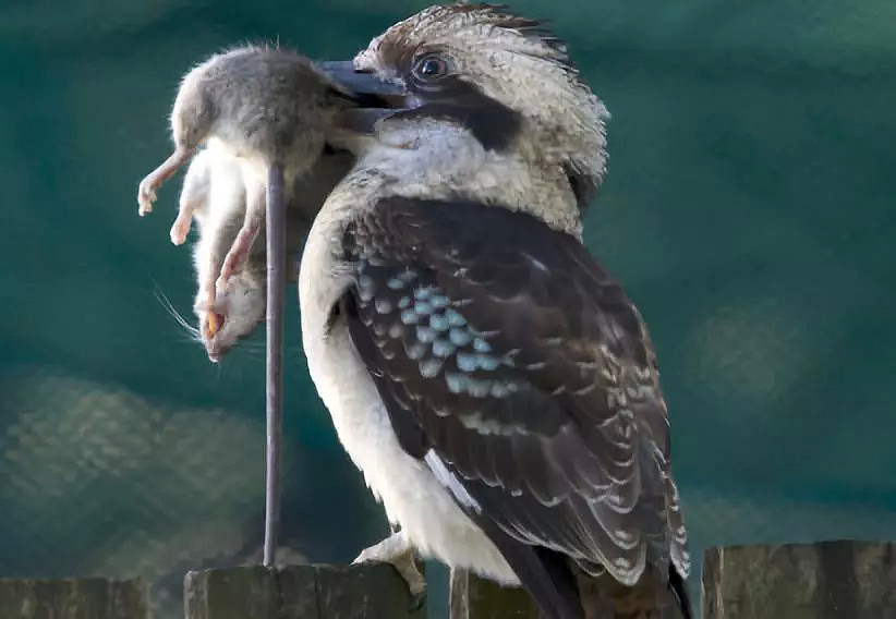 这是一只放荡不羁、笑点奇特的澳洲国宝鸟，墨尔本姑娘为拯救它而奔走（视频/组图） - 16