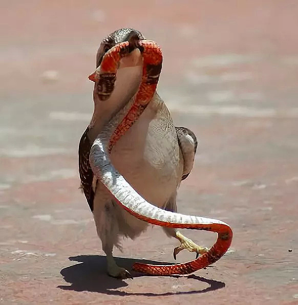 这是一只放荡不羁、笑点奇特的澳洲国宝鸟，墨尔本姑娘为拯救它而奔走（视频/组图） - 20