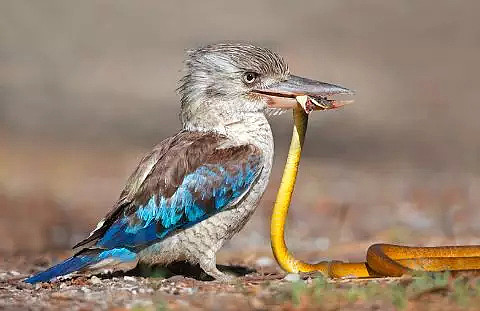 这是一只放荡不羁、笑点奇特的澳洲国宝鸟，墨尔本姑娘为拯救它而奔走（视频/组图） - 21