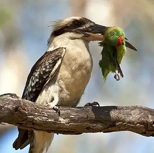 这两天，因为这只放荡不羁、笑点奇特的澳洲国宝鸟，澳美关系差点崩了！（视频/组图） - 23