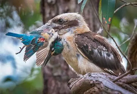 这两天，因为这只放荡不羁、笑点奇特的澳洲国宝鸟，澳美关系差点崩了！（视频/组图） - 24