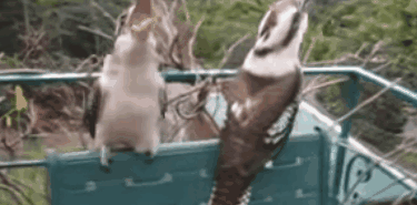 这两天，因为这只放荡不羁、笑点奇特的澳洲国宝鸟，澳美关系差点崩了！（视频/组图） - 35