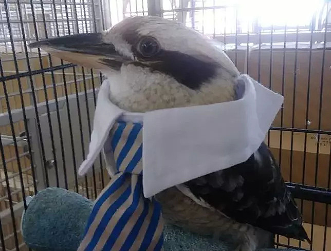 这是一只放荡不羁、笑点奇特的澳洲国宝鸟，墨尔本姑娘为拯救它而奔走（视频/组图） - 38