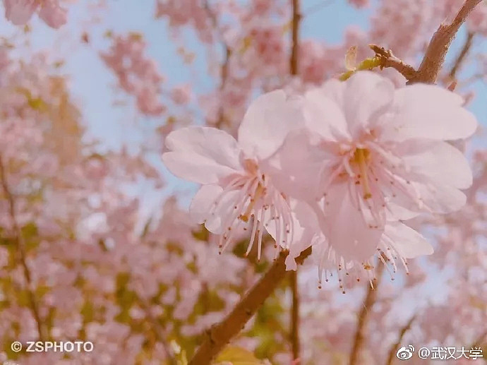 “中国式赏花”遭日媒讽刺，网友：太丢人了！（组图） - 5