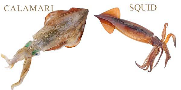 澳洲鱼市海鲜那么多，可很多华人都不会吃！只知道大虾，实在太可惜（组图） - 69