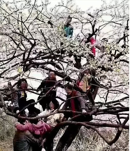 春天来了，树上开满中国大妈！她们来了 花要哭了…（视频/组图） - 2