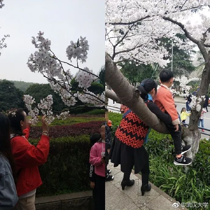 惊！华人大妈吃霸王餐，还占道拍照！在澳洲，中国大妈已成公害？！（组图） - 3