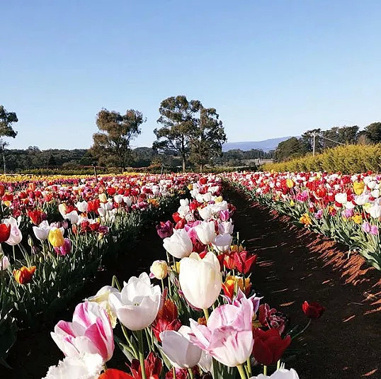 【出游】一年一度墨尔本鲜花节本周末开始，仅20天，一起绽放吧 - 5