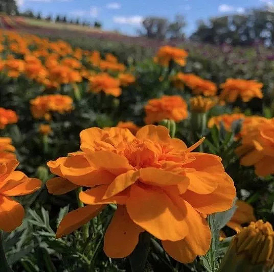 【出游】一年一度墨尔本鲜花节本周末开始，仅20天，一起绽放吧 - 9