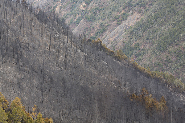 四川森林火灾原因确认 就是这颗树的雷击火（组图） - 7