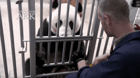 澳洲的两只大熊猫被“遣返”…只因政府预算不足！人们依依不舍，莫里森则说：熊猫不是我的关注点 - 15