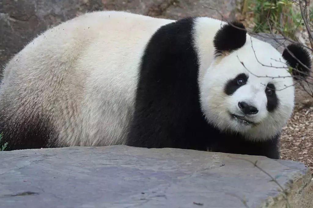 澳洲的两只大熊猫被“遣返”…只因政府预算不足！人们依依不舍，莫里森则说：熊猫不是我的关注点 - 19