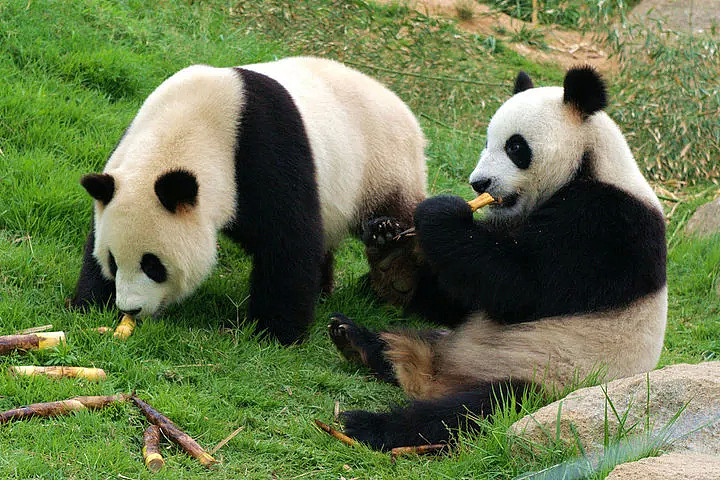 澳洲的两只大熊猫被“遣返”…只因政府预算不足！人们依依不舍，莫里森则说：熊猫不是我的关注点 - 24