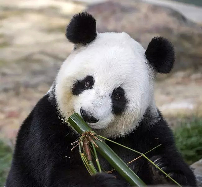 澳洲的两只大熊猫被“遣返”…只因政府预算不足！人们依依不舍，莫里森则说：熊猫不是我的关注点 - 27