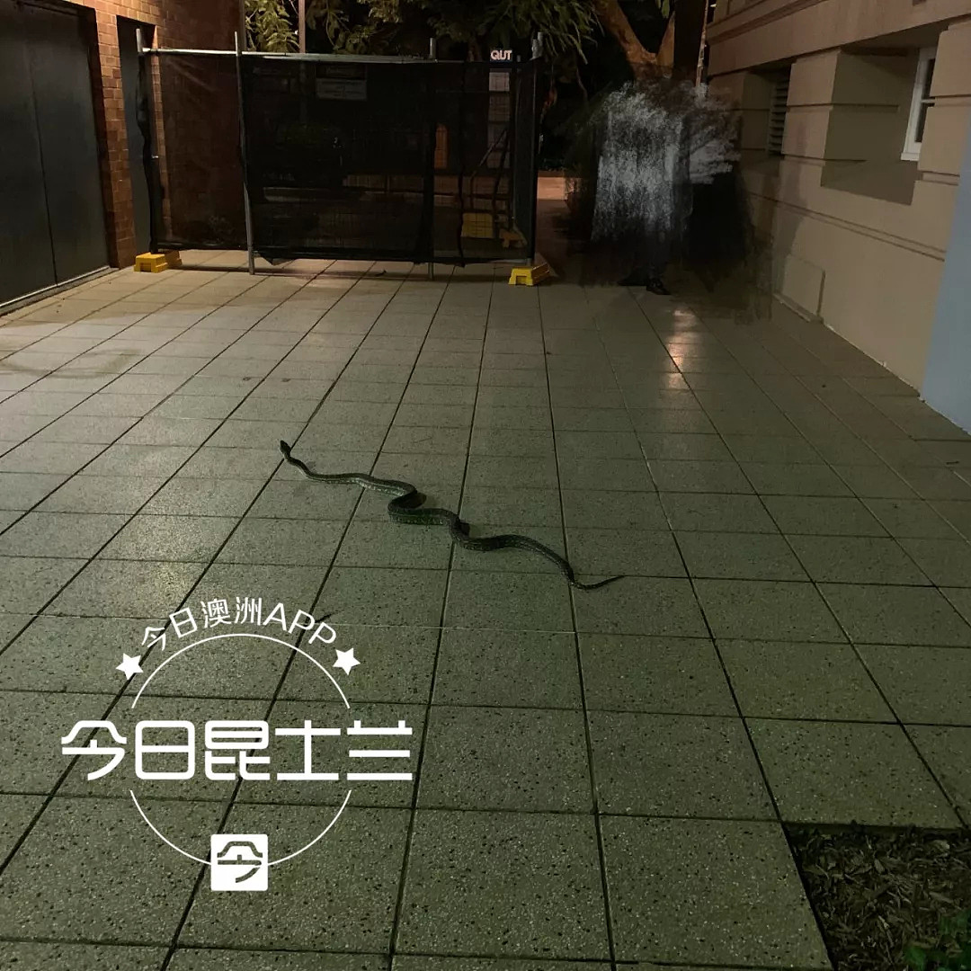 中国留学生澳洲校内惊见2米大蛇！“还以为是恶作剧，结果蛇头在动...”校方发警告 - 3