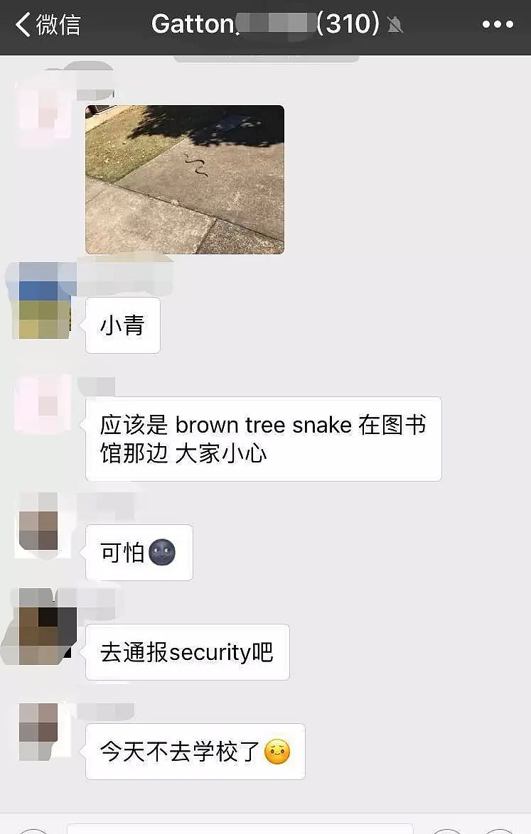 中国留学生澳洲校内惊见2米大蛇！“还以为是恶作剧，结果蛇头在动...”校方发警告 - 6