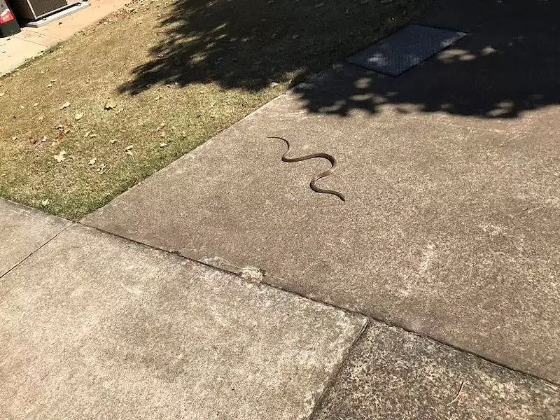 中国留学生澳洲校内惊见2米大蛇！“还以为是恶作剧，结果蛇头在动...”校方发警告 - 7