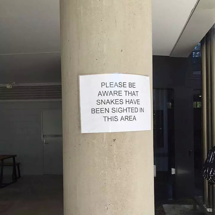 中国留学生澳洲校内惊见2米大蛇！“还以为是恶作剧，结果蛇头在动...”校方发警告 - 8