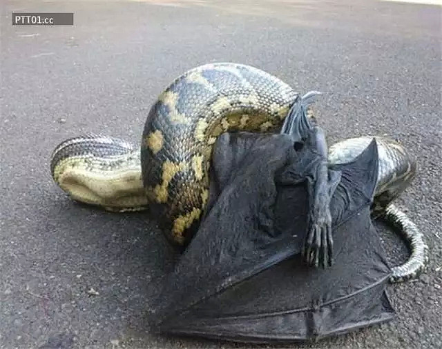 中国留学生澳洲校内惊见2米大蛇！“还以为是恶作剧，结果蛇头在动...”校方发警告 - 17
