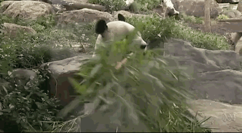 反转！全澳唯二的大熊猫恐被“遣返”？！人们依依不舍之下，两党终于发声承诺了！（组图） - 13