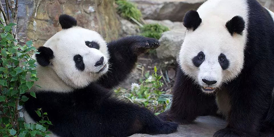 反转！全澳唯二的大熊猫恐被“遣返”？！人们依依不舍之下，两党终于发声承诺了！（组图） - 24