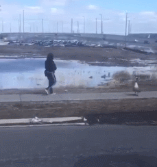 救命！大批战斗力爆表的加拿大鹅回归，已有女子被吊打…（视频/组图） - 4
