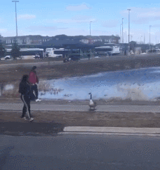 救命！大批战斗力爆表的加拿大鹅回归，已有女子被吊打…（视频/组图） - 5