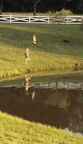救命！大批战斗力爆表的加拿大鹅回归，已有女子被吊打…（视频/组图） - 16