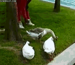 救命！大批战斗力爆表的加拿大鹅回归，已有女子被吊打…（视频/组图） - 18