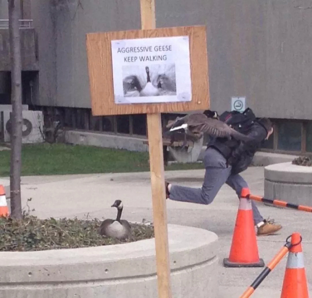救命！大批战斗力爆表的加拿大鹅回归，已有女子被吊打…（视频/组图） - 28