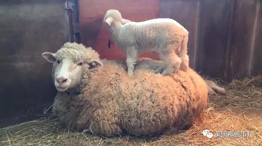 出生后就痴迷被人揉下巴揉脸蛋的小羊羔，这表情太治愈啦！（视频/组图） - 10