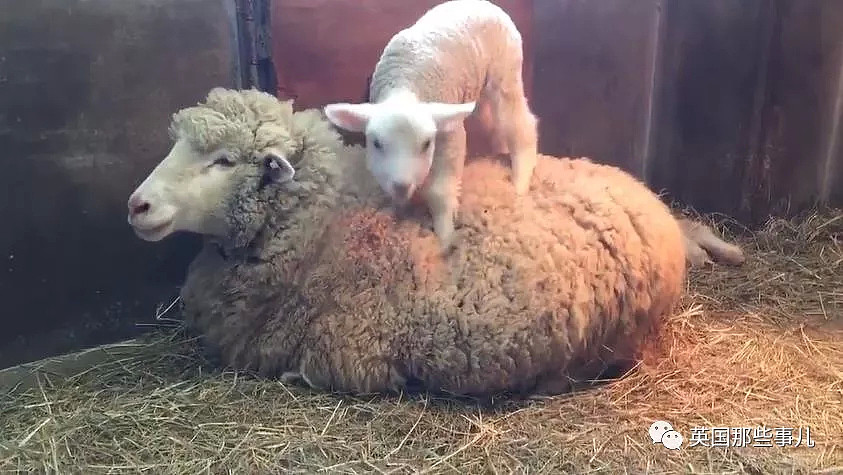 出生后就痴迷被人揉下巴揉脸蛋的小羊羔，这表情太治愈啦！（视频/组图） - 11