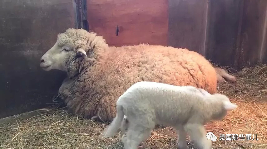 出生后就痴迷被人揉下巴揉脸蛋的小羊羔，这表情太治愈啦！（视频/组图） - 13