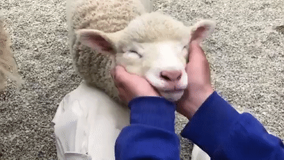 出生后就痴迷被人揉下巴揉脸蛋的小羊羔，这表情太治愈啦！（视频/组图） - 18