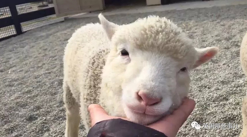 出生后就痴迷被人揉下巴揉脸蛋的小羊羔，这表情太治愈啦！（视频/组图） - 20