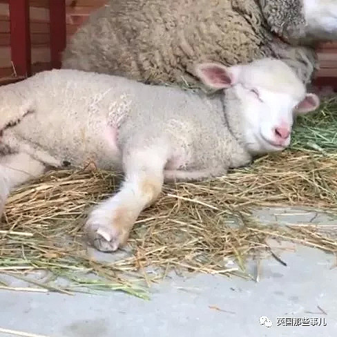 出生后就痴迷被人揉下巴揉脸蛋的小羊羔，这表情太治愈啦！（视频/组图） - 28