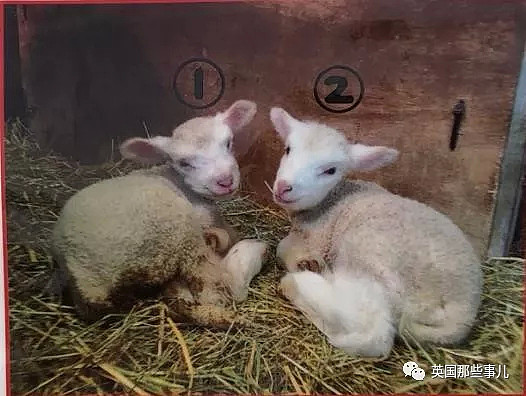 出生后就痴迷被人揉下巴揉脸蛋的小羊羔，这表情太治愈啦！（视频/组图） - 30
