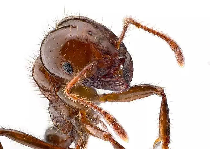 澳洲拨款$2750万杀蚂蚁！被咬或致命！全球入侵最严重的物种 - 2
