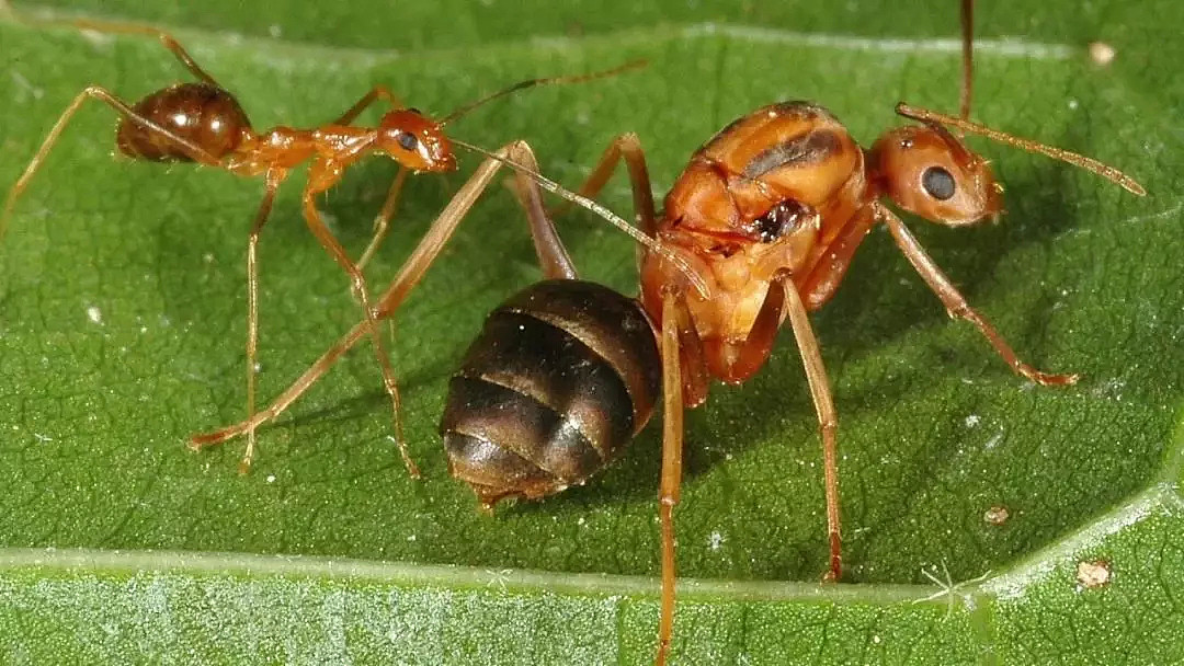 澳洲拨款$2750万杀蚂蚁！被咬或致命！全球入侵最严重的物种 - 7