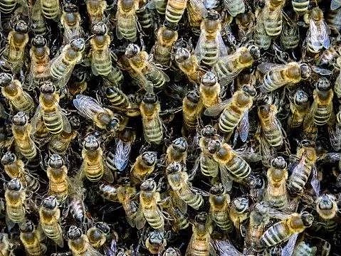 男子在家被蜜蜂围攻 疯狂蜇咬致死 只因这一举动（组图） - 4