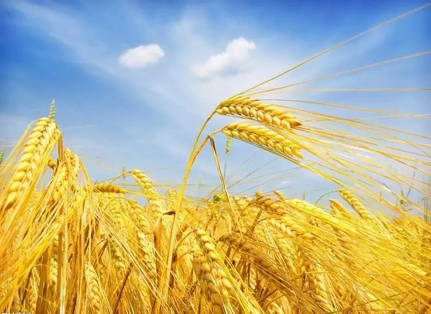 受累中国反倾销调查 澳洲大麦行业利空显现 - 1