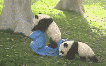 返乡、备孕、续约.....旅居海外的大熊猫们最近有点忙（组图） - 1