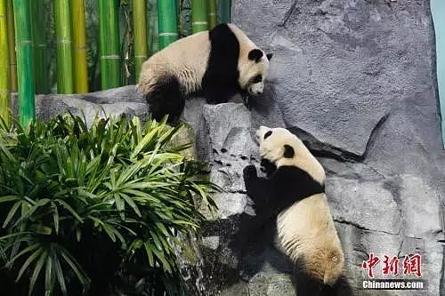 返乡、备孕、续约.....旅居海外的大熊猫们最近有点忙（组图） - 10