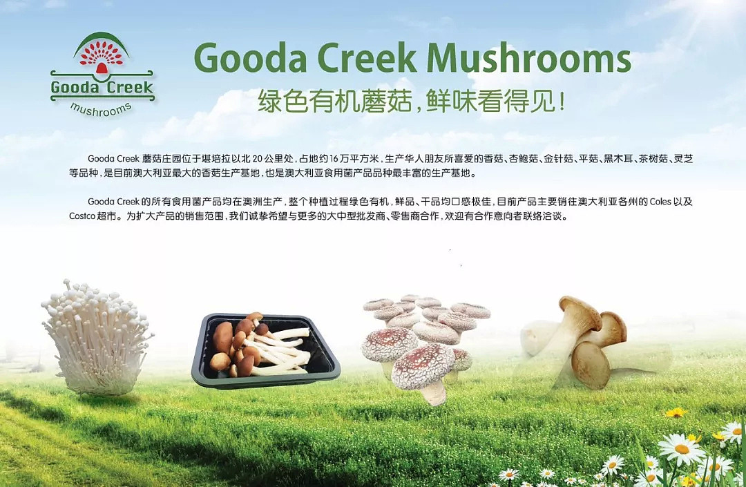 绿色有机蘑菇，鲜味看得见 | 澳洲首都堪培拉的Gooda Creek农场蘑菇进入悉尼通利连锁超市啦！ - 1