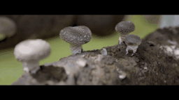 绿色有机蘑菇，鲜味看得见 | 澳洲首都堪培拉的Gooda Creek农场蘑菇进入悉尼通利连锁超市啦！ - 6