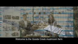 绿色有机蘑菇，鲜味看得见 | 澳洲首都堪培拉的Gooda Creek农场蘑菇进入悉尼通利连锁超市啦！ - 7